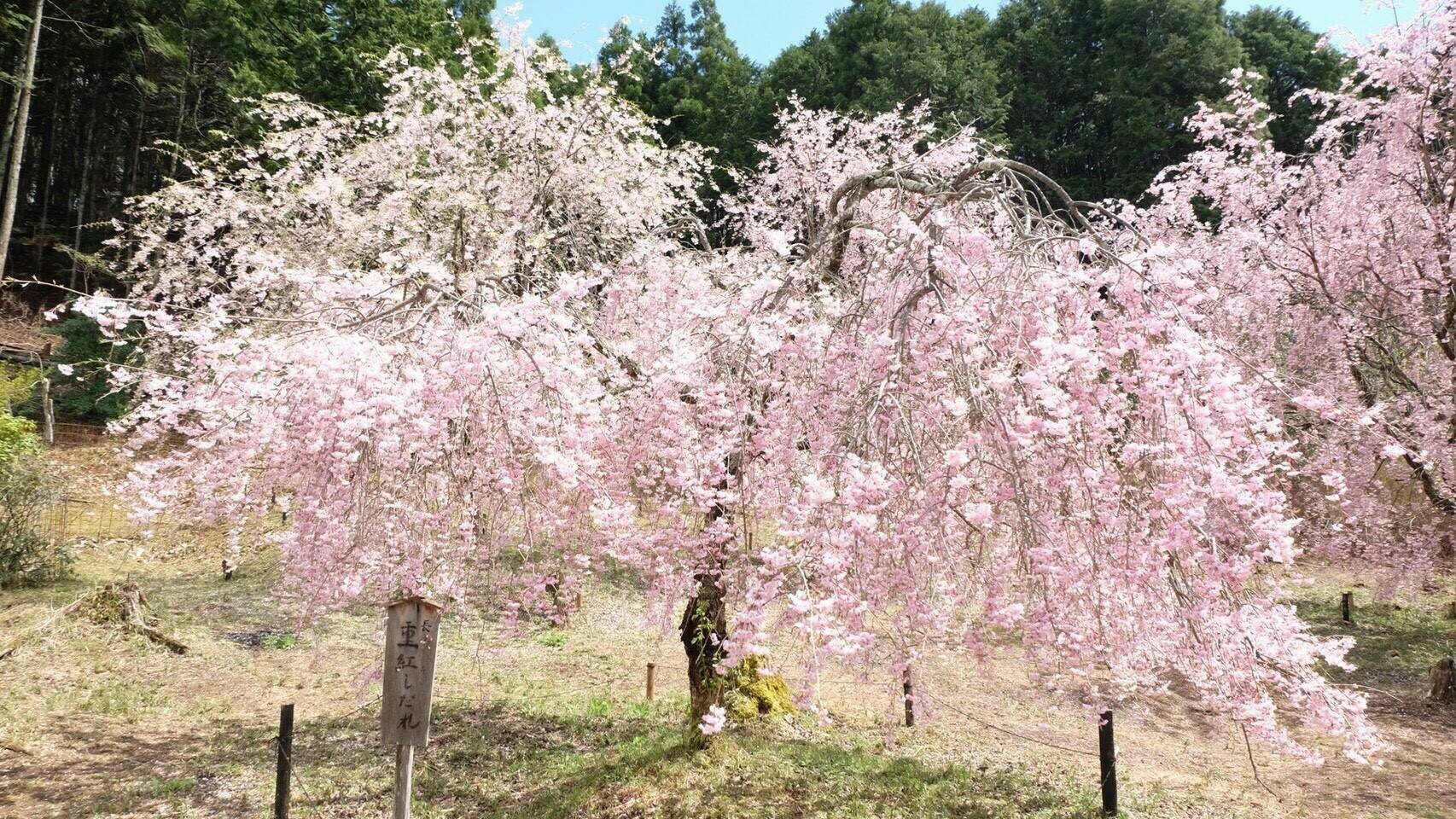 2017宝泉寺の桜03｜2018 Hosenji Sakura 03